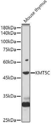 Western Blot: SUV420H2 AntibodyAzide and BSA Free [NBP2-94300]